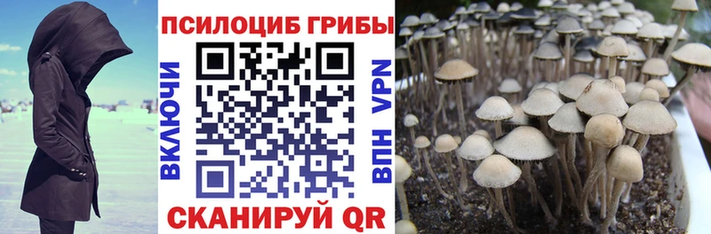 Купить закладки  Бокситогорск  Галлюциногенные грибы Psilocybe 